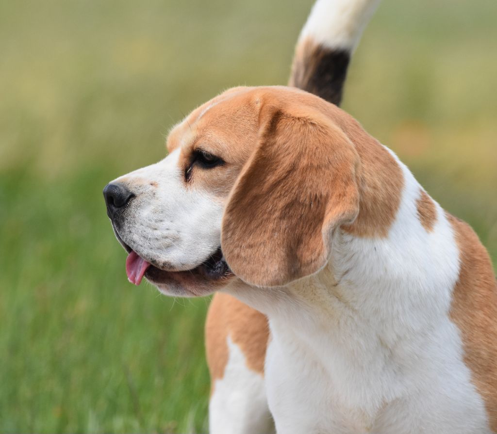 Les Beagle de l'affixe de la vallée du grand loup