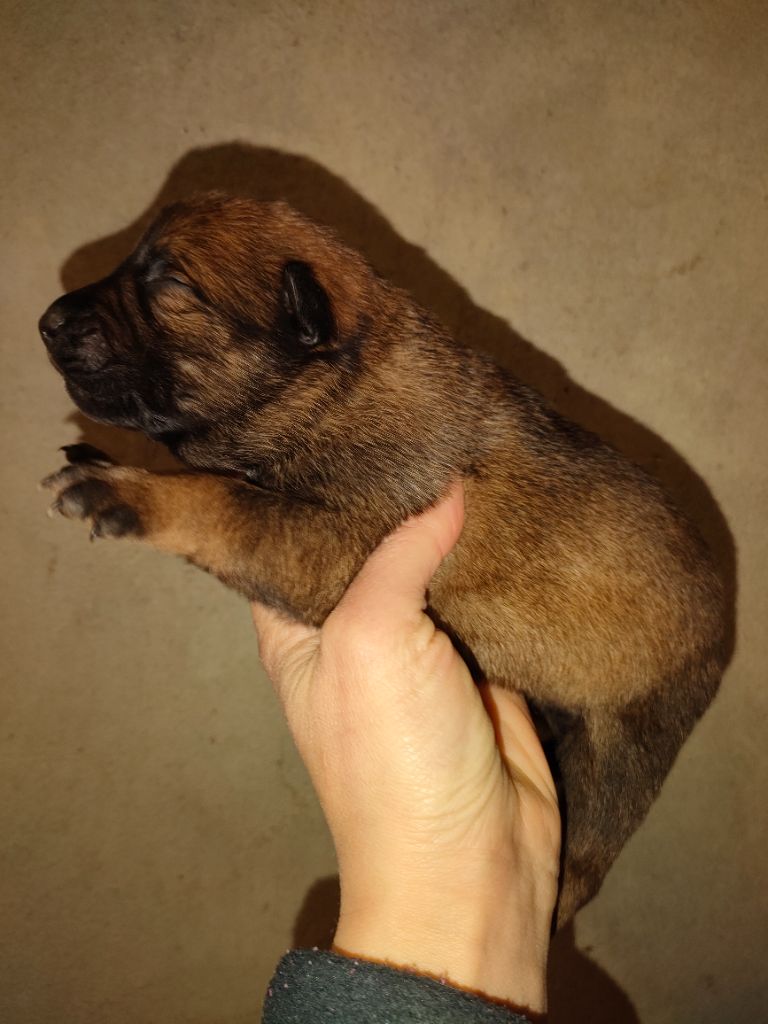 Elevage De La Vallée Du Grand Loup - Eleveur De Chiens Berger Belge