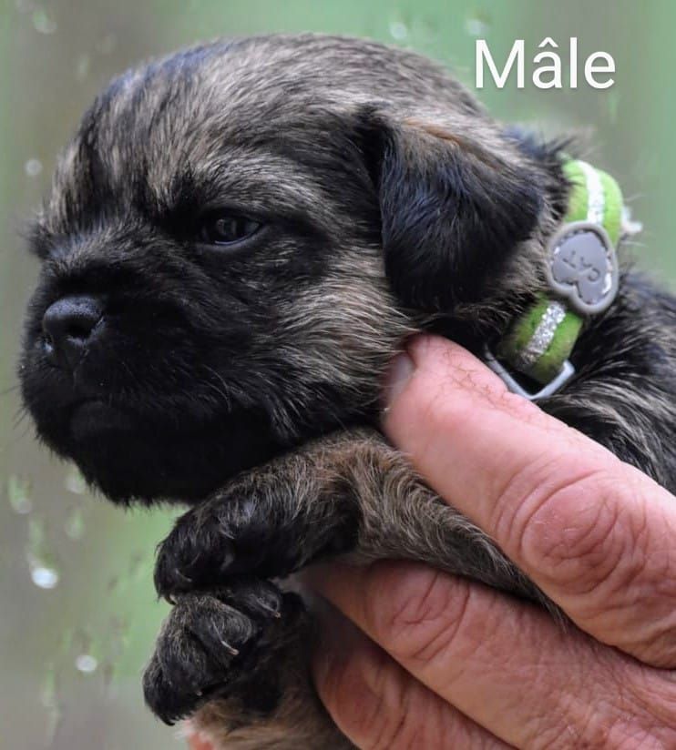 de la vallée du grand loup - Chiot disponible  - Border Terrier