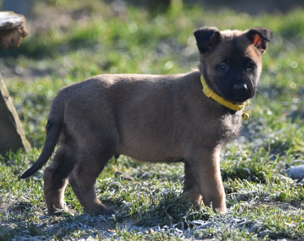 de la vallée du grand loup - Chiot disponible  - Berger Belge