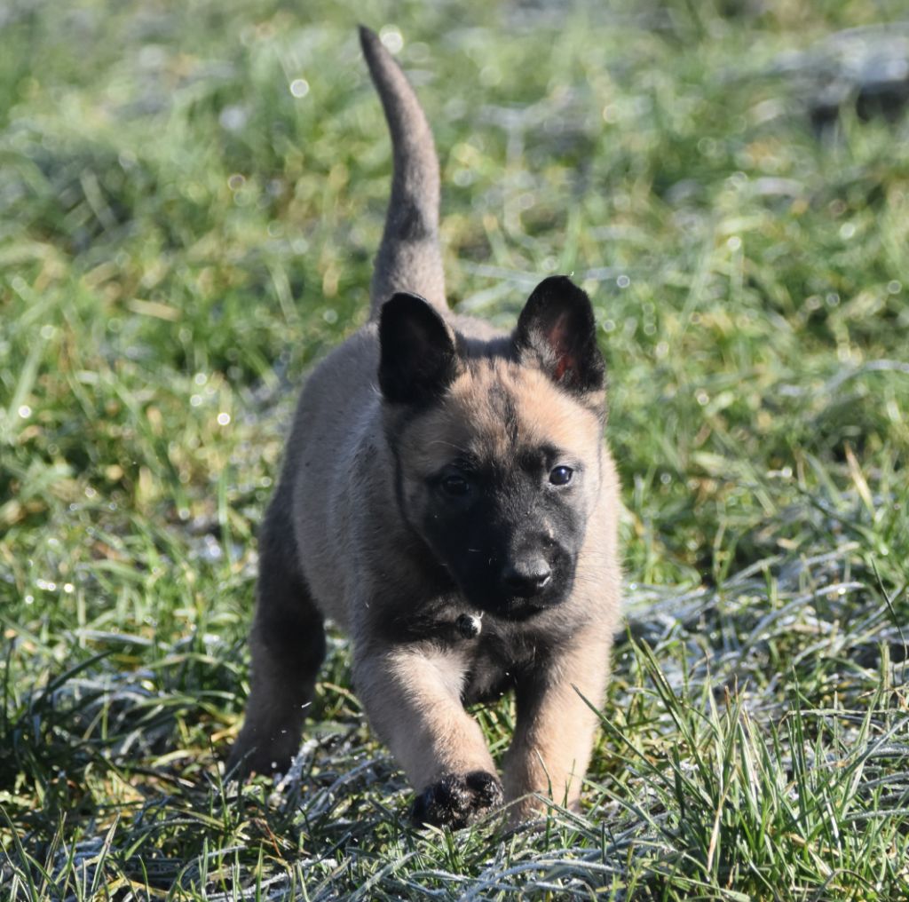 de la vallée du grand loup - Chiot disponible  - Berger Belge