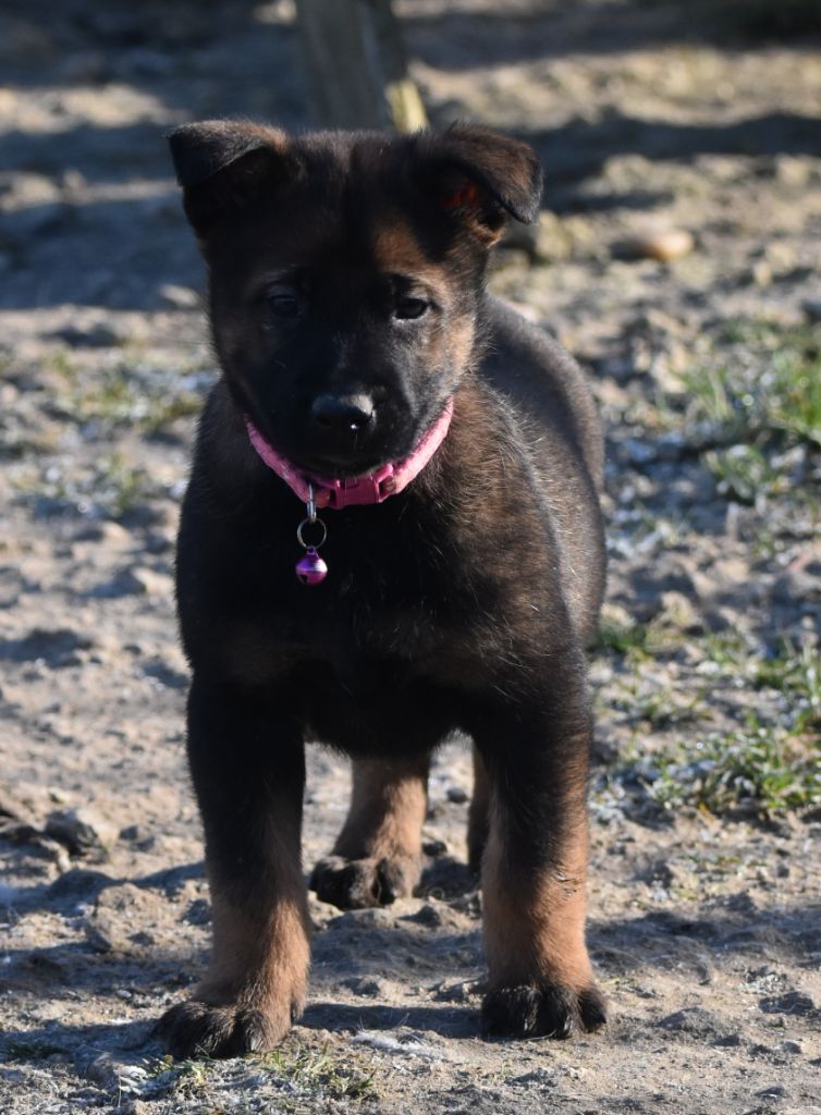 chiot Berger Belge de la vallée du grand loup