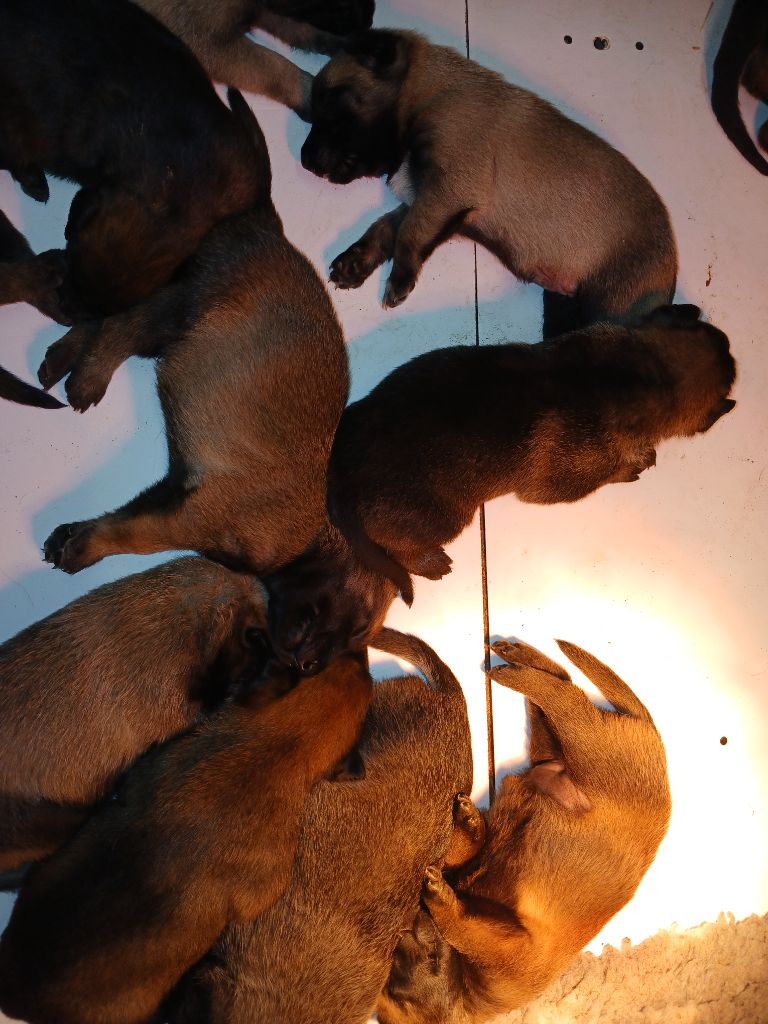 chiot Berger Belge de la vallée du grand loup