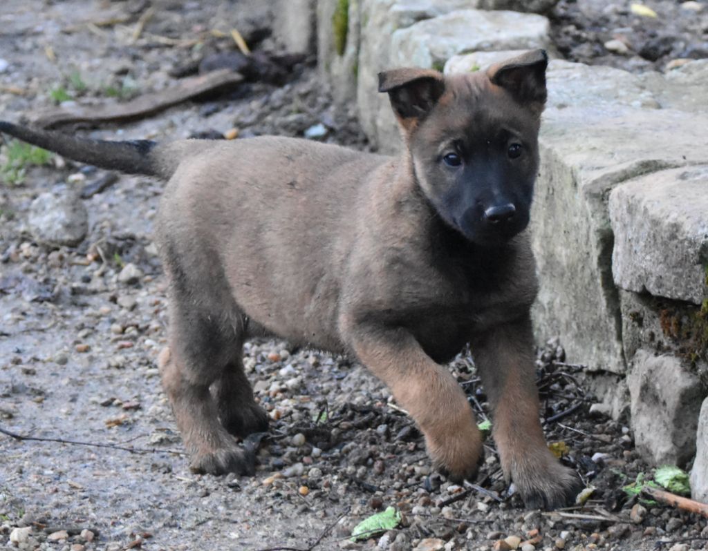 de la vallée du grand loup - Chiot disponible  - Berger Belge