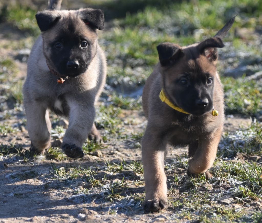 de la vallée du grand loup - Chiot disponible  - Berger Belge