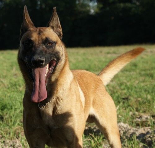 Billy de la vallée du grand loup