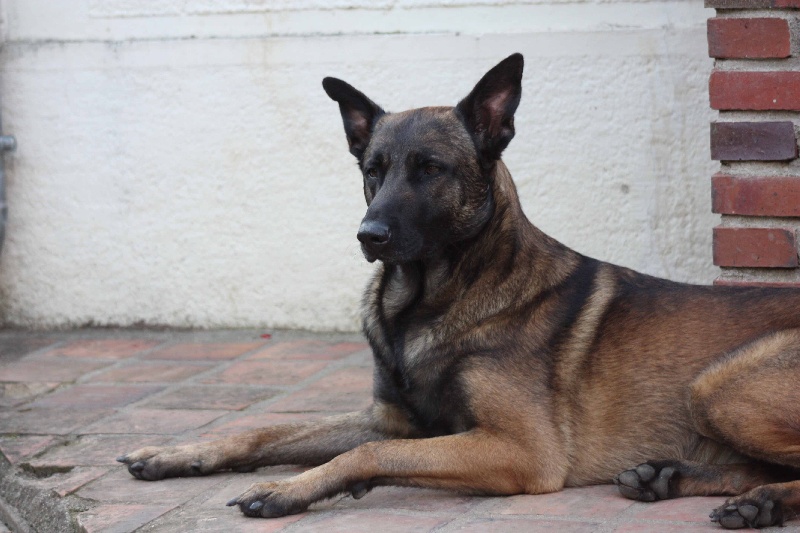 Elboy de la vallée du grand loup