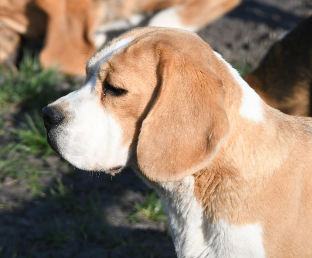 Urtika de la vallée du grand loup