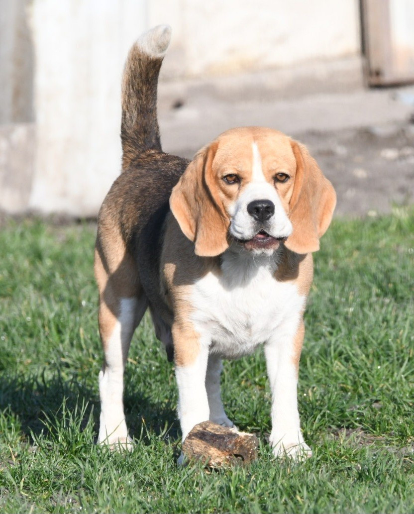 Tamy de la vallée du grand loup