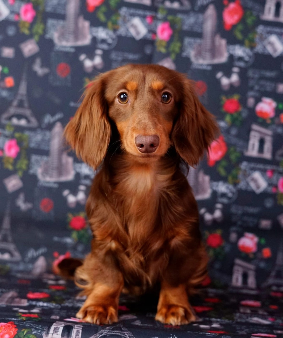 Romul iz lipetskoi slobody