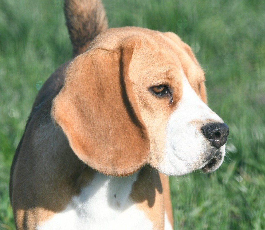 Volkane de la vallée du grand loup