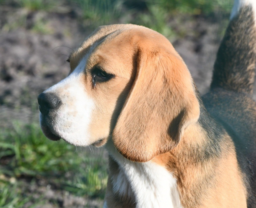 Aria de la vallée du grand loup