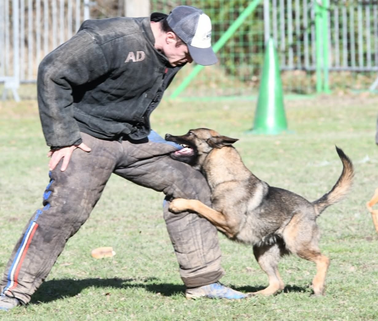 Vipere de la vallée du grand loup