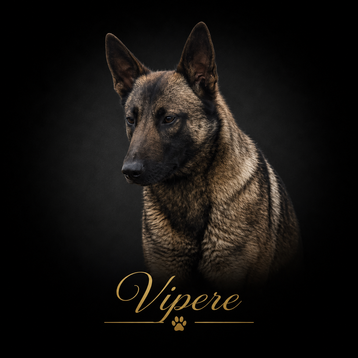 Vipere de la vallée du grand loup