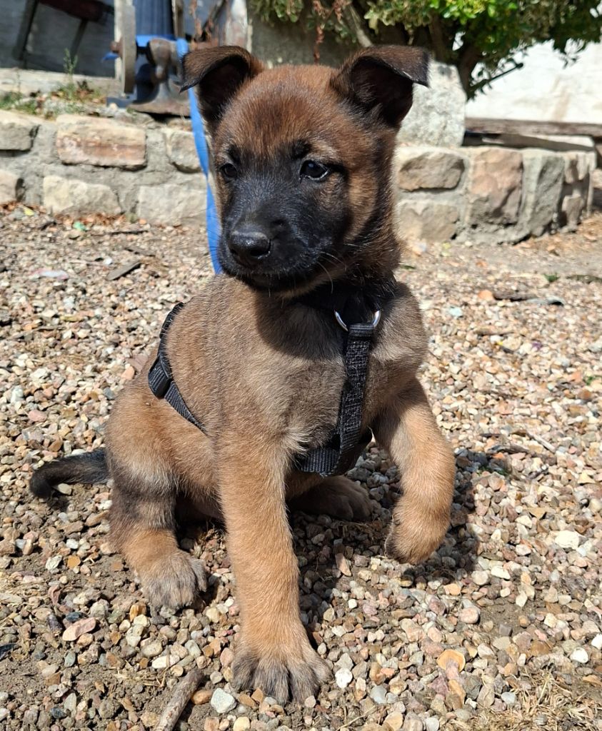 de la vallée du grand loup - Chiots disponibles - Berger Belge