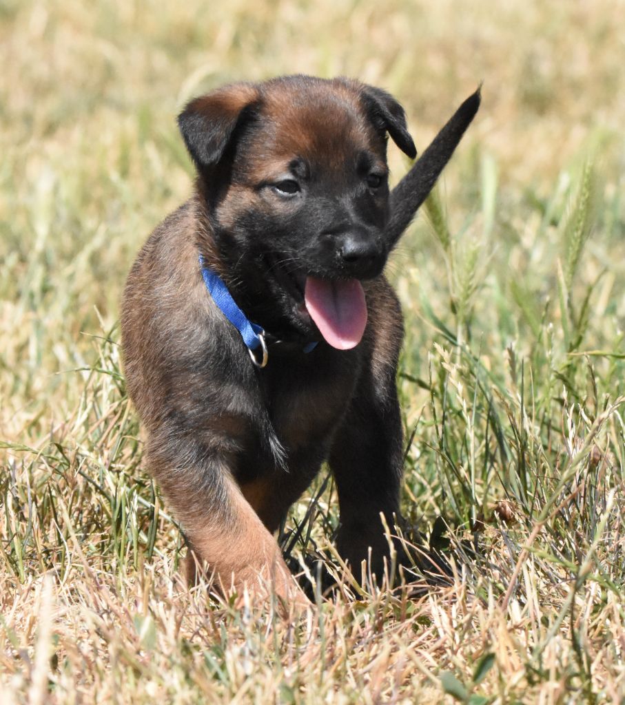 de la vallée du grand loup - Chiots disponibles - Berger Belge