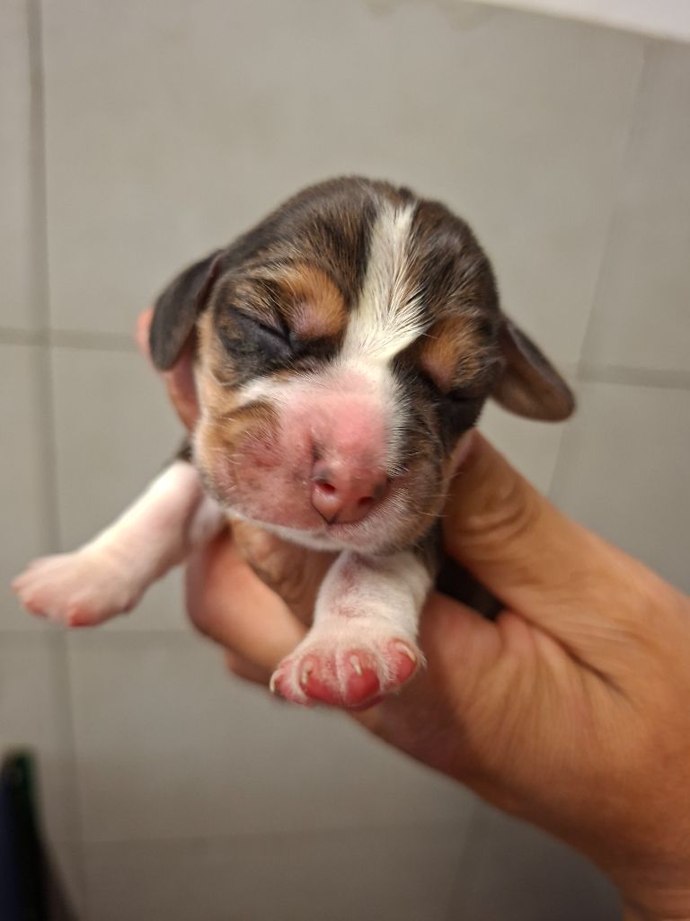 de la vallée du grand loup - Chiots disponibles - Beagle