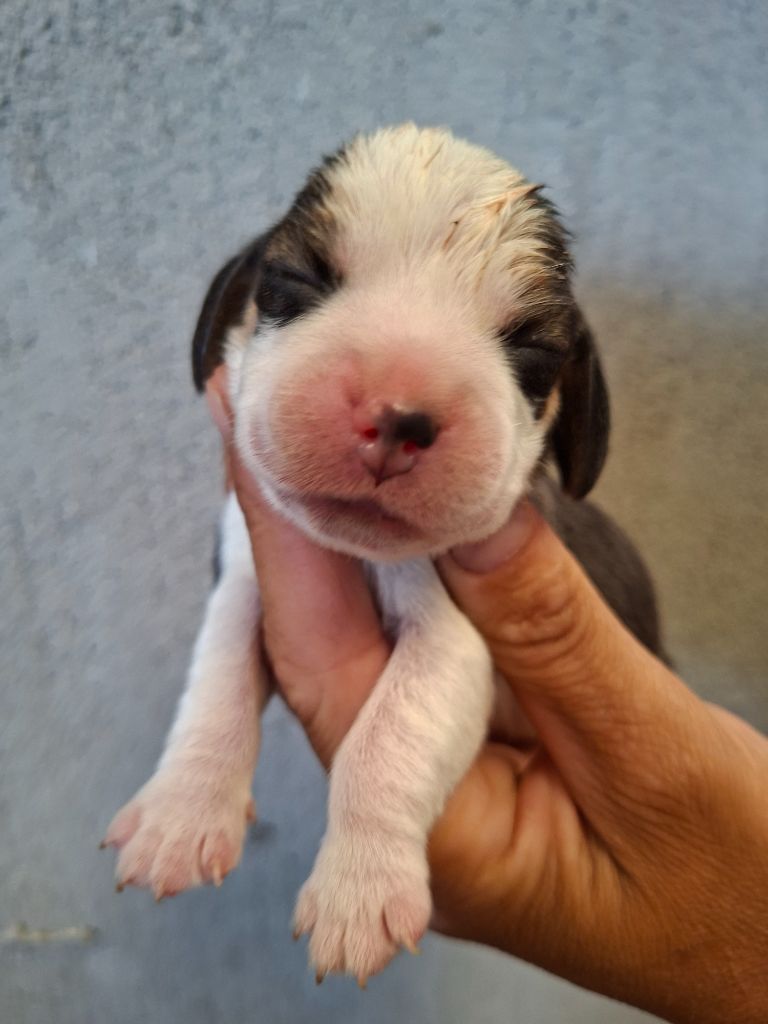de la vallée du grand loup - Chiots disponibles - Beagle