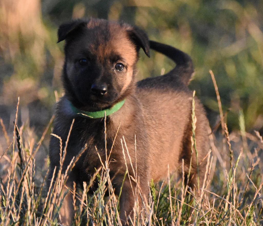 de la vallée du grand loup - Chiots disponibles - Berger Belge