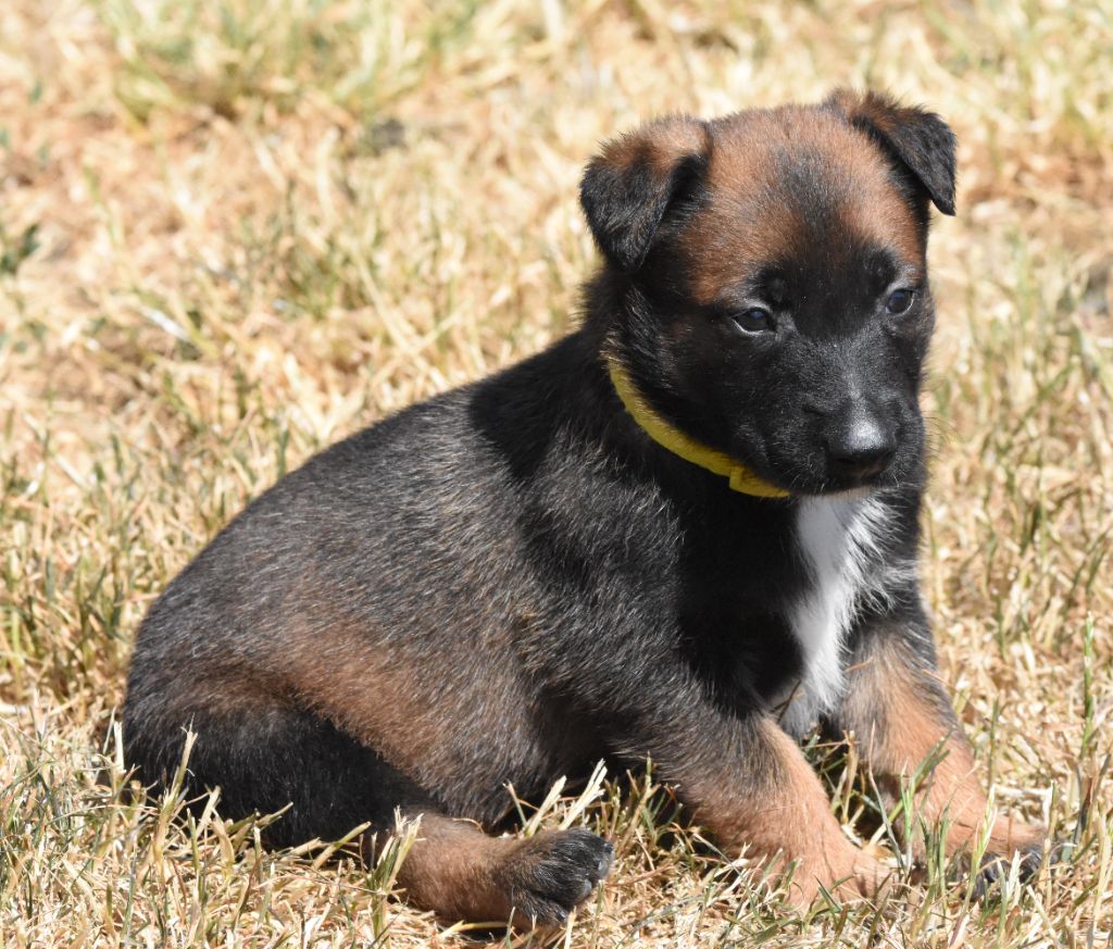 de la vallée du grand loup - Chiots disponibles - Berger Belge