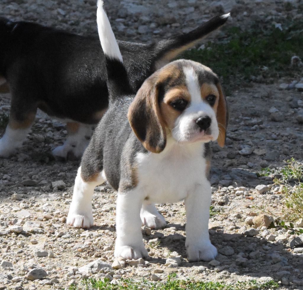 de la vallée du grand loup - Chiots disponibles - Beagle