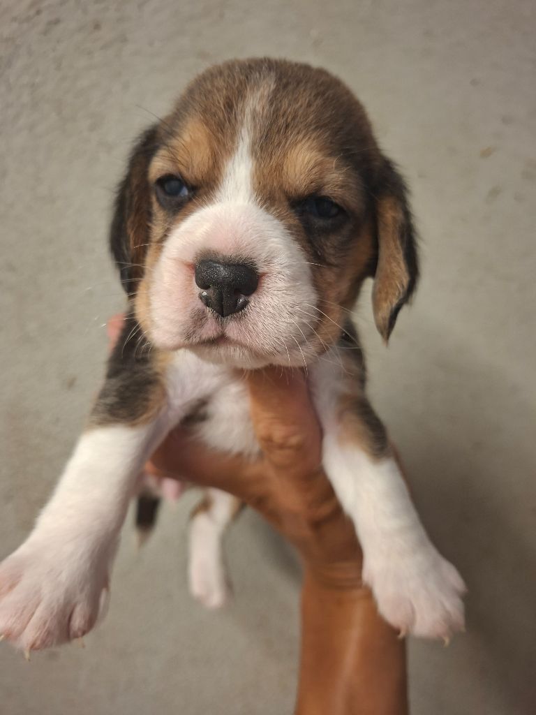 de la vallée du grand loup - Chiots disponibles - Beagle