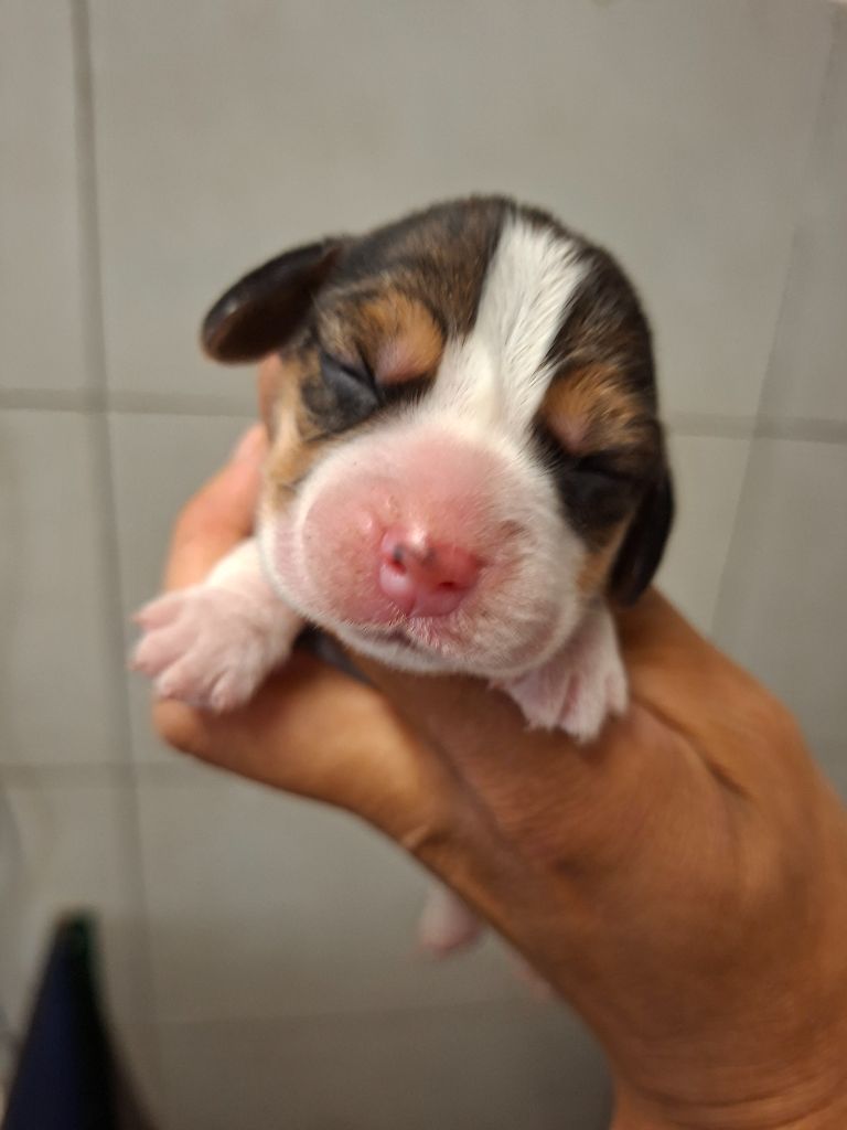de la vallée du grand loup - Chiots disponibles - Beagle