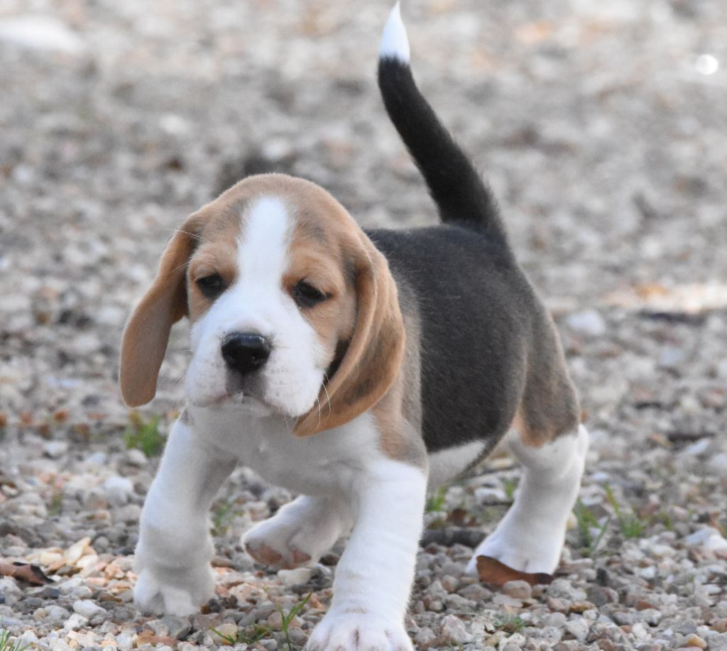 de la vallée du grand loup - Chiots disponibles - Beagle