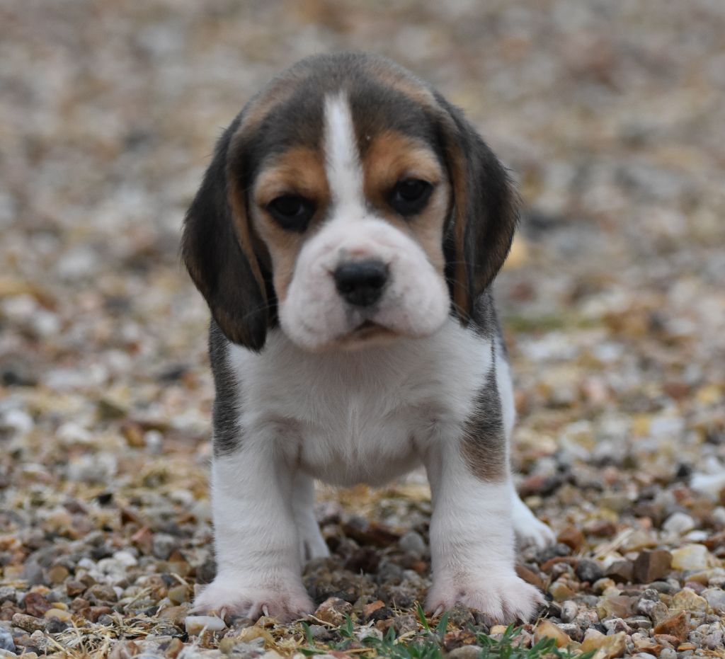 de la vallée du grand loup - Chiots disponibles - Beagle