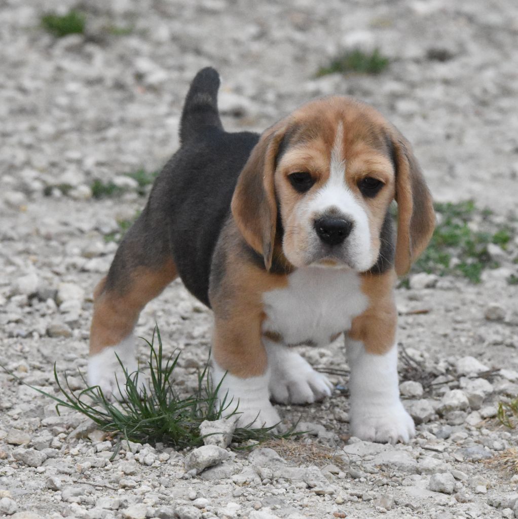 de la vallée du grand loup - Chiots disponibles - Beagle