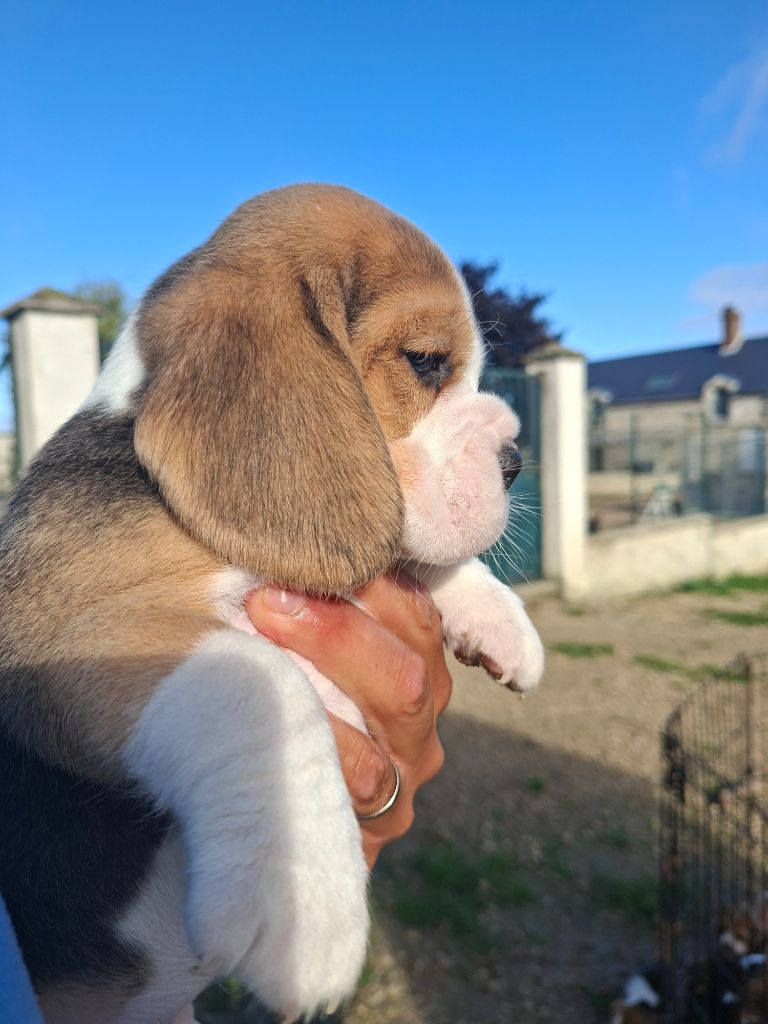 de la vallée du grand loup - Chiots disponibles - Beagle