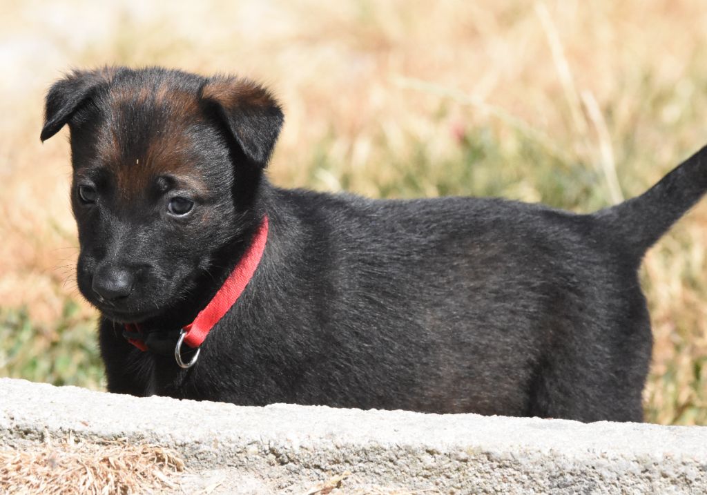 de la vallée du grand loup - Chiots disponibles - Berger Belge