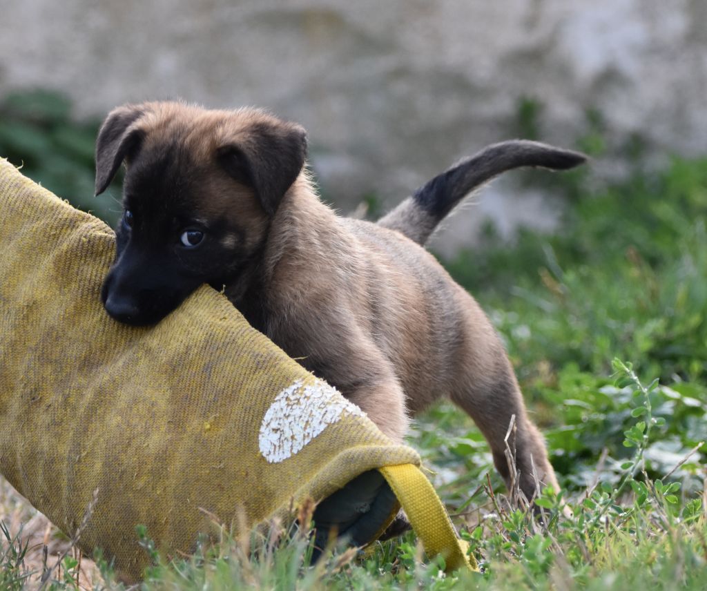 de la vallée du grand loup - Chiots disponibles - Berger Belge