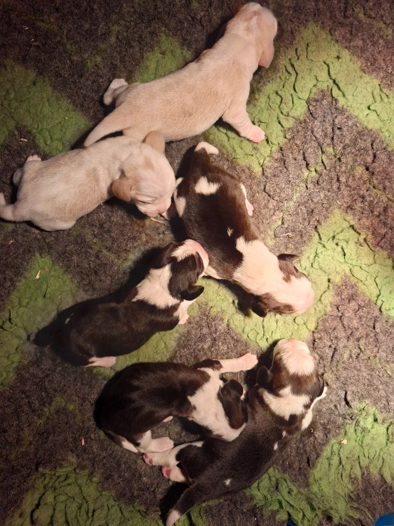 Chiot Beagle de la vallée du grand loup