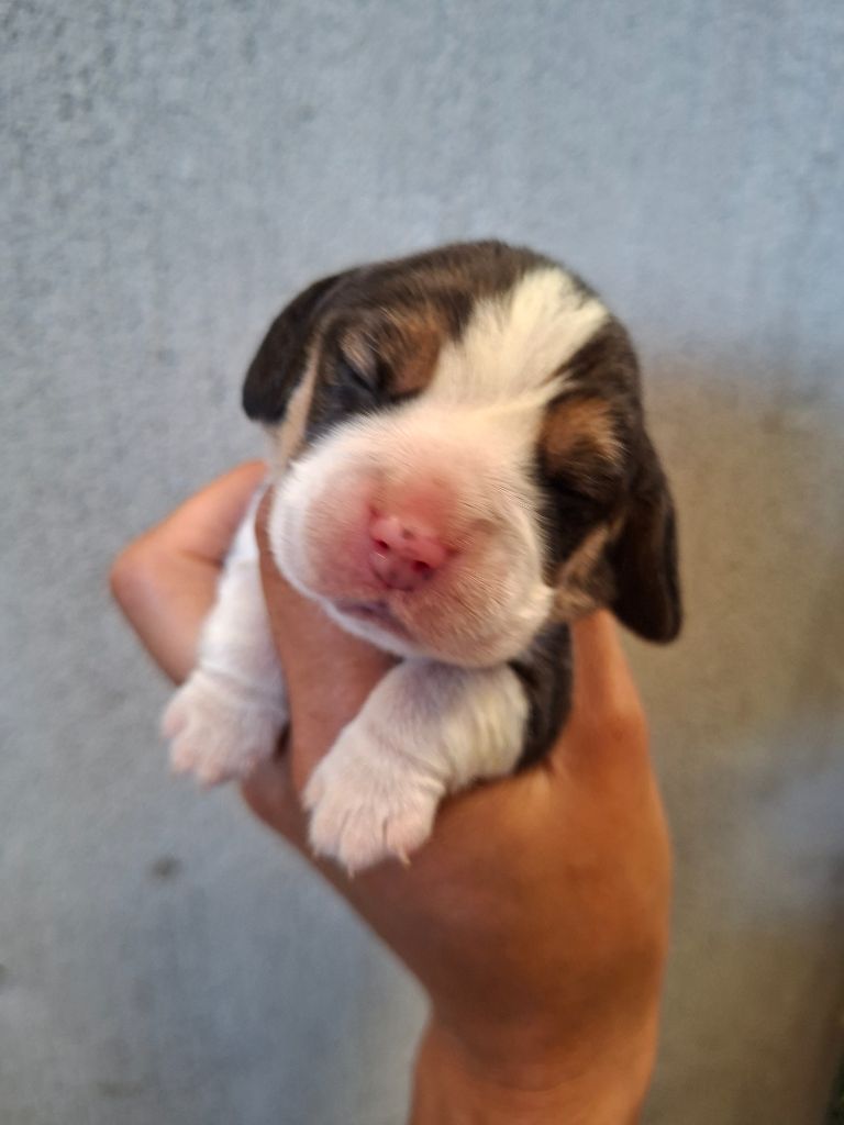de la vallée du grand loup - Chiots disponibles - Beagle