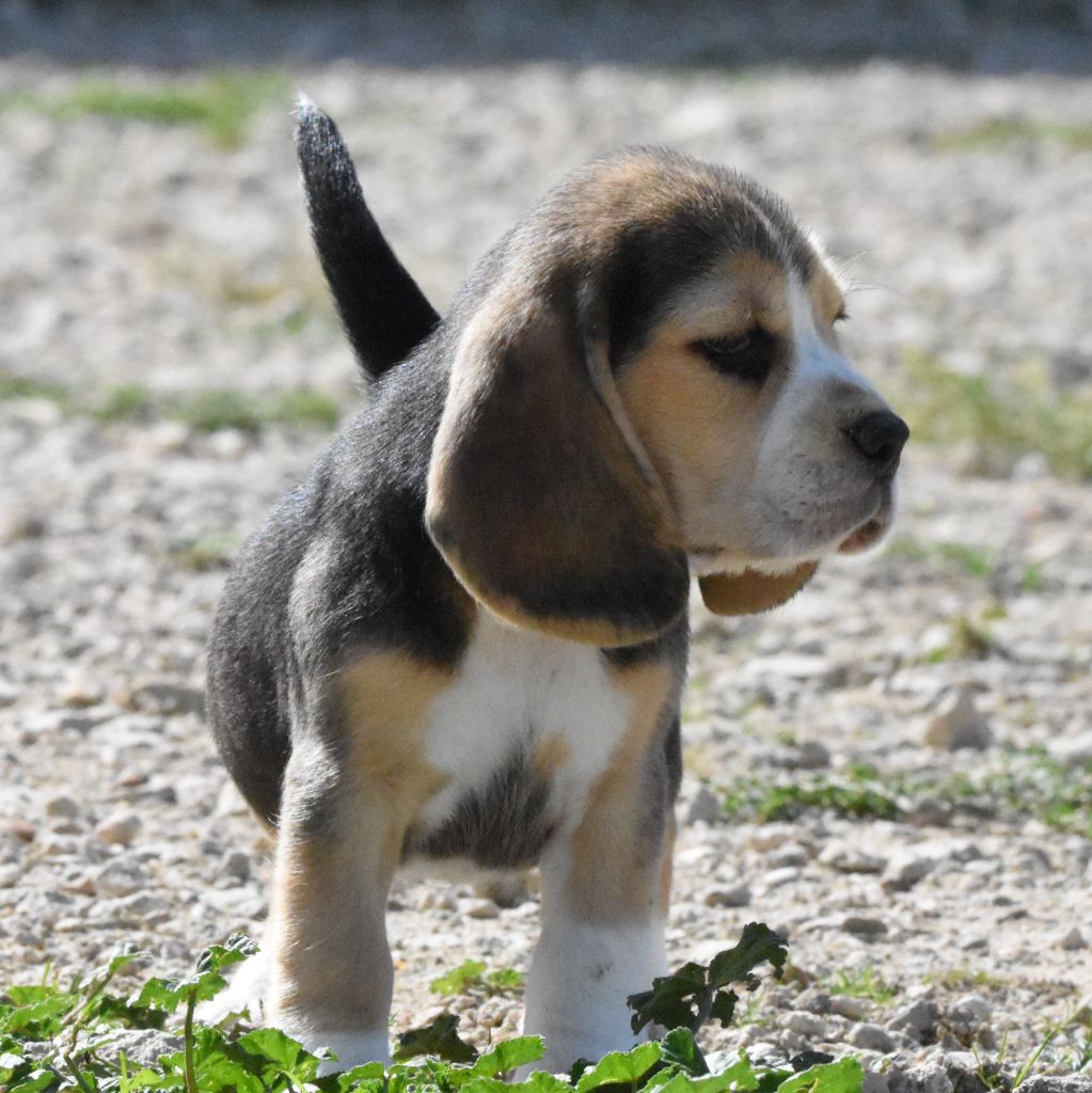 de la vallée du grand loup - Chiots disponibles - Beagle