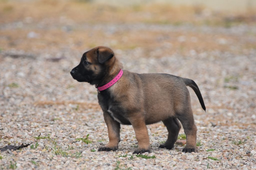 de la vallée du grand loup - Chiots disponibles - Berger Belge