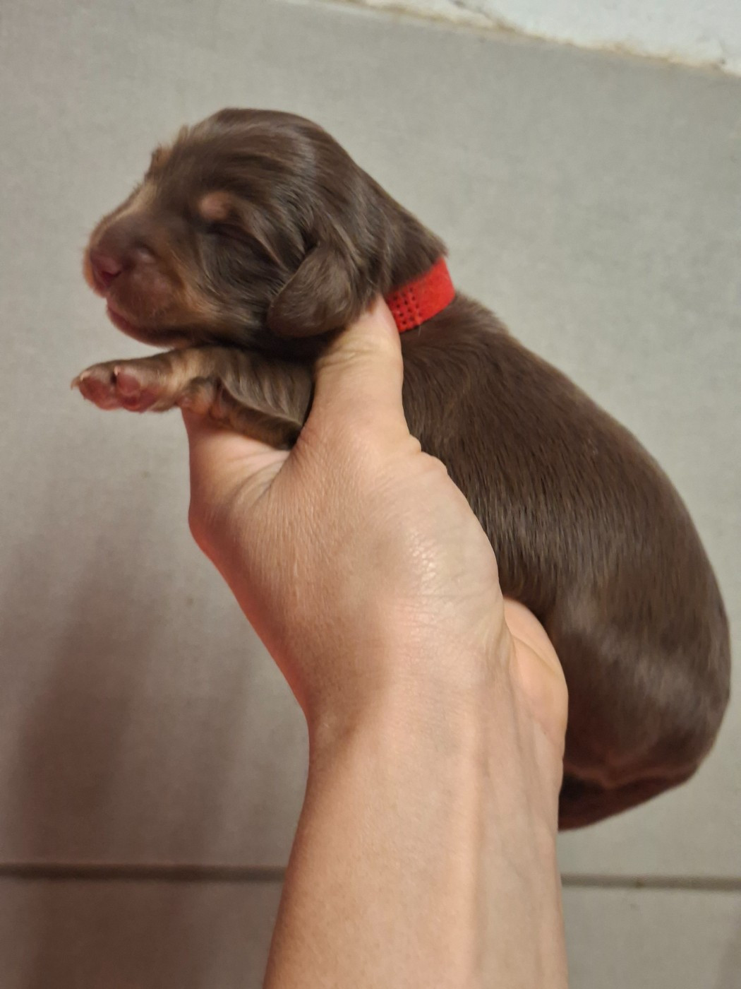 de la vallée du grand loup - Chiots disponibles - Teckel poil long