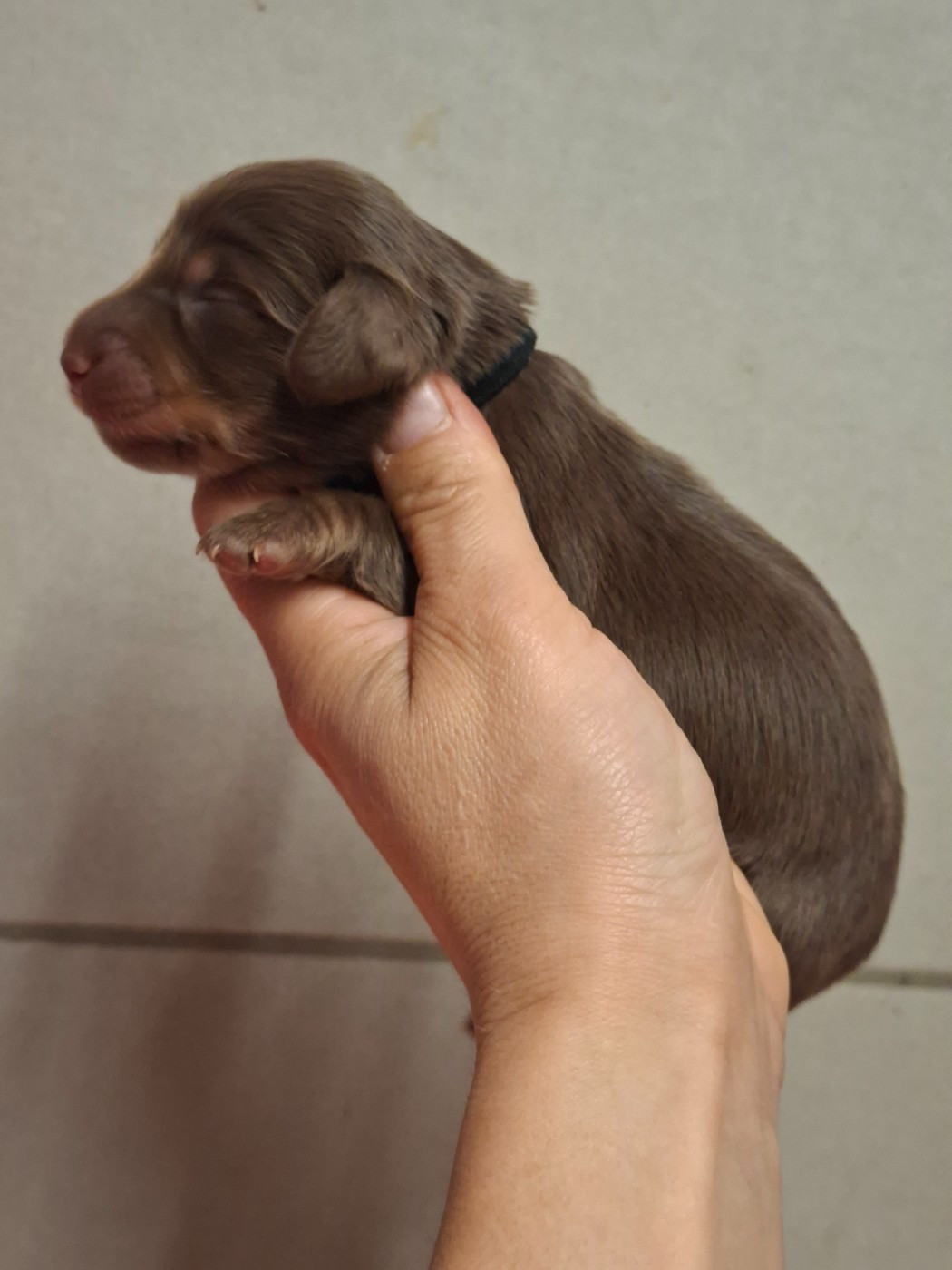 de la vallée du grand loup - Chiots disponibles - Teckel poil long