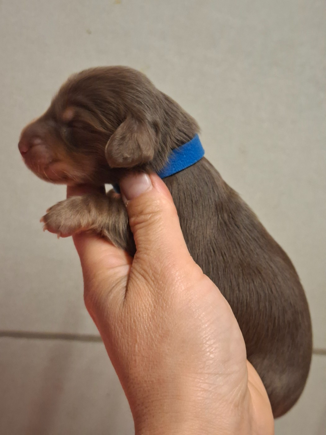 de la vallée du grand loup - Chiots disponibles - Teckel poil long