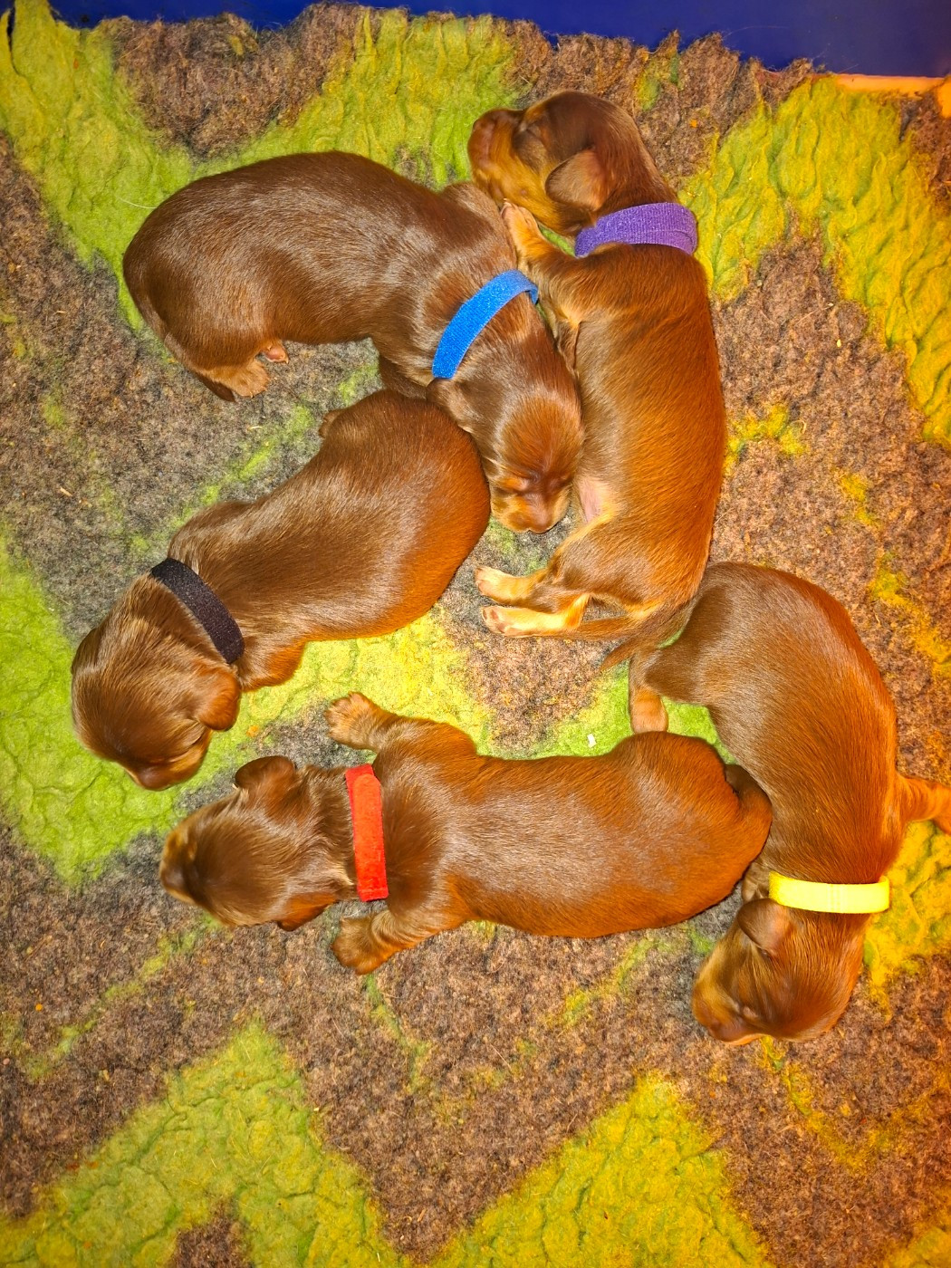 Chiot Teckel poil long de la vallée du grand loup