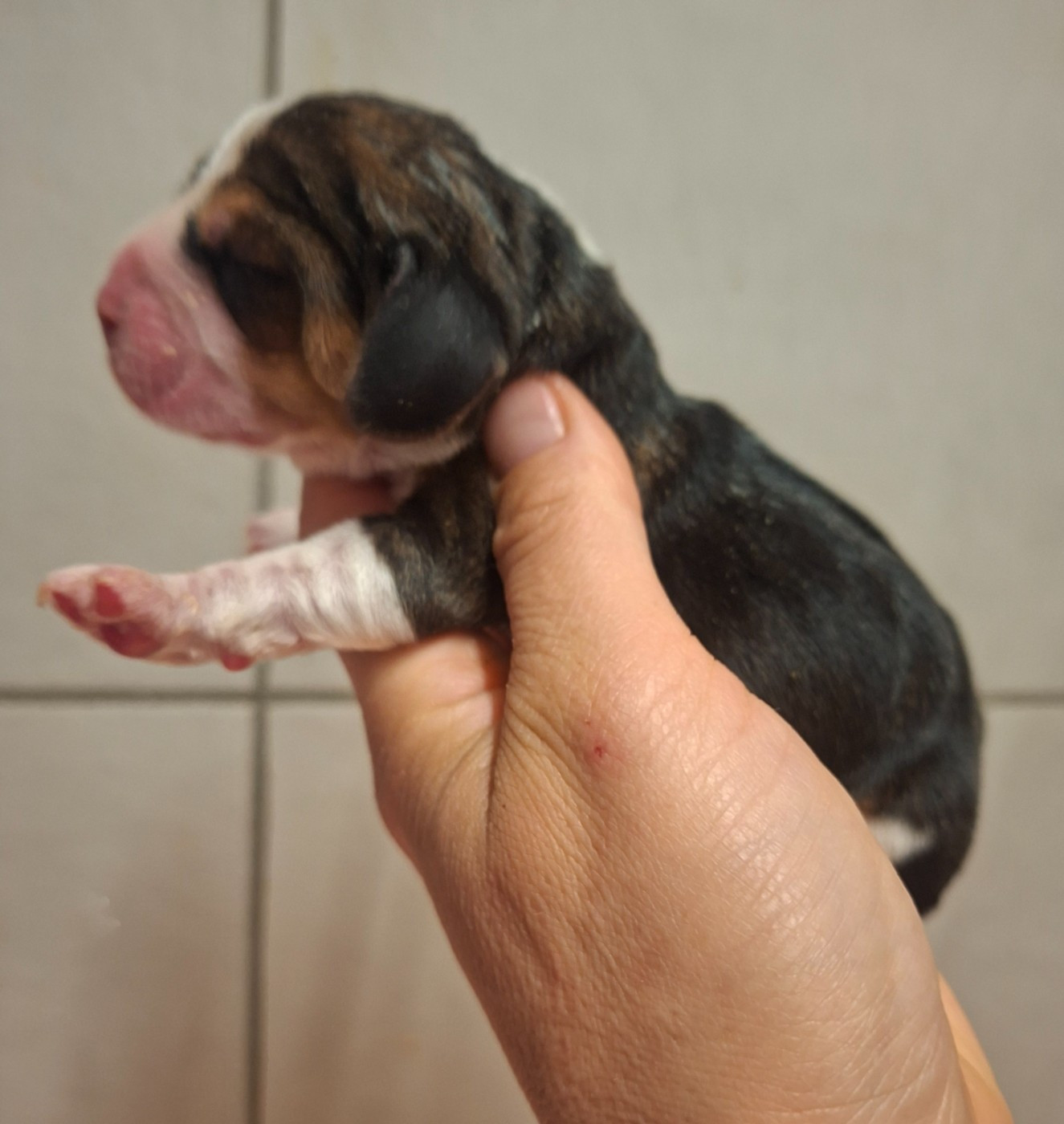 de la vallée du grand loup - Chiots disponibles - Beagle