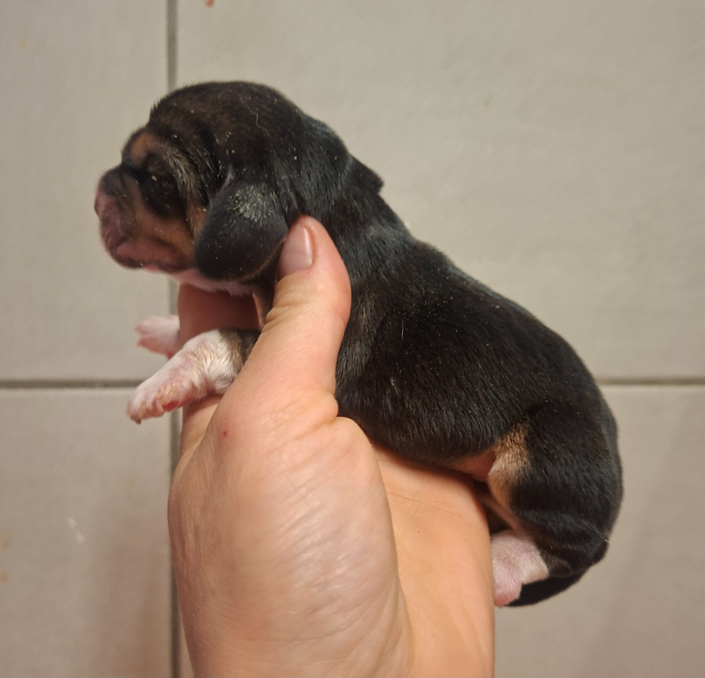 de la vallée du grand loup - Chiots disponibles - Beagle