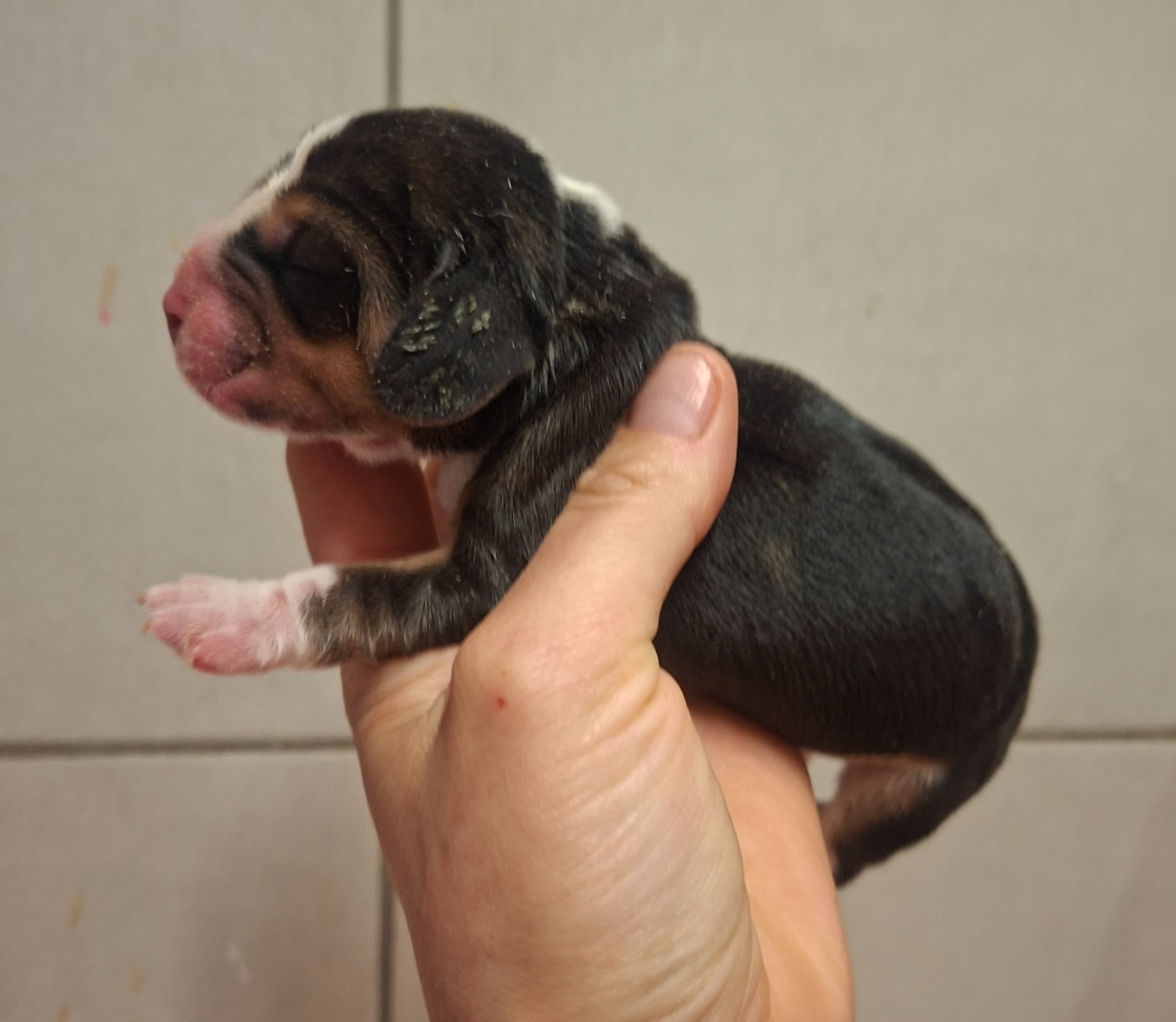 de la vallée du grand loup - Chiots disponibles - Beagle