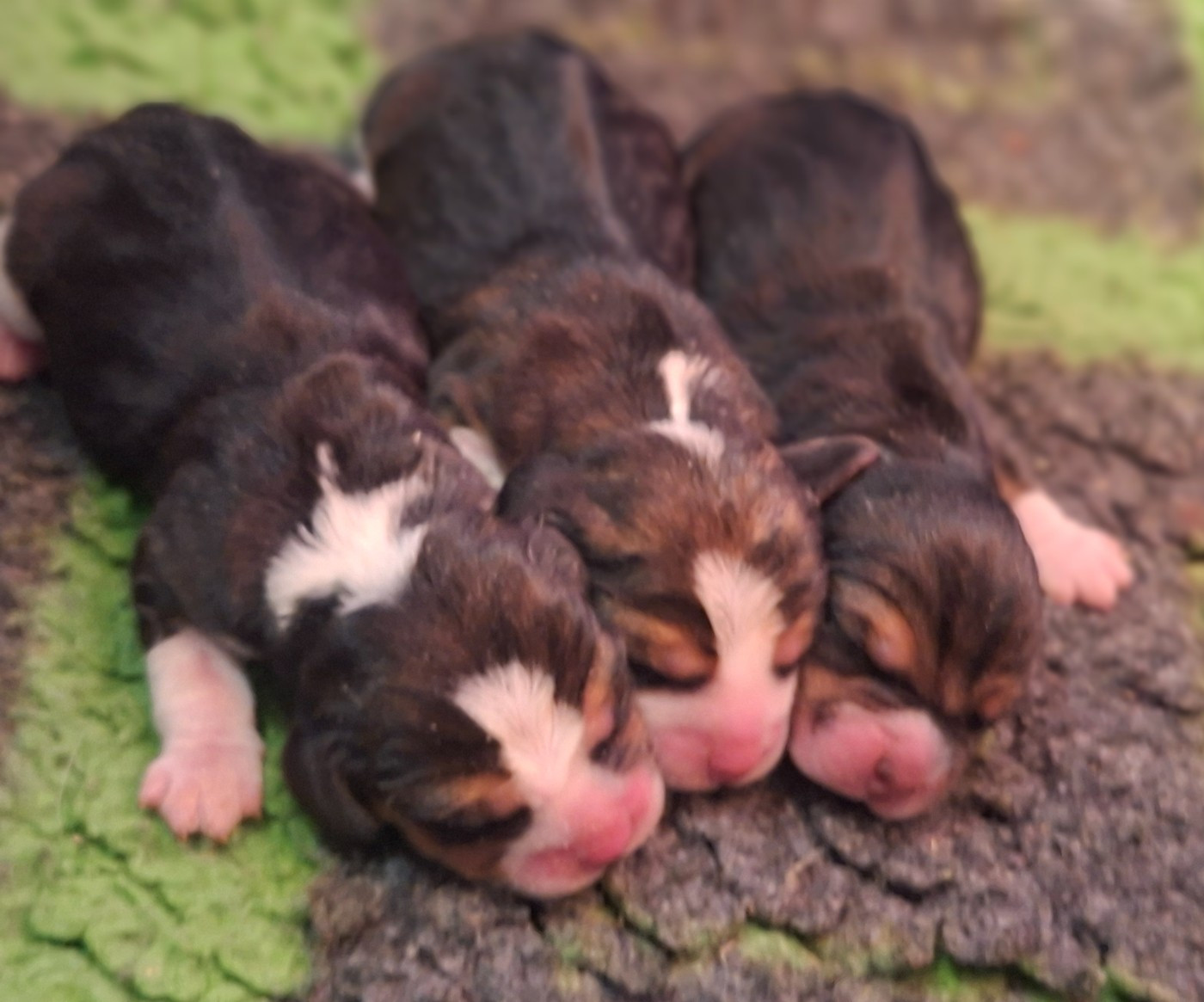 de la vallée du grand loup - Beagle - Portée née le 01/01/2026