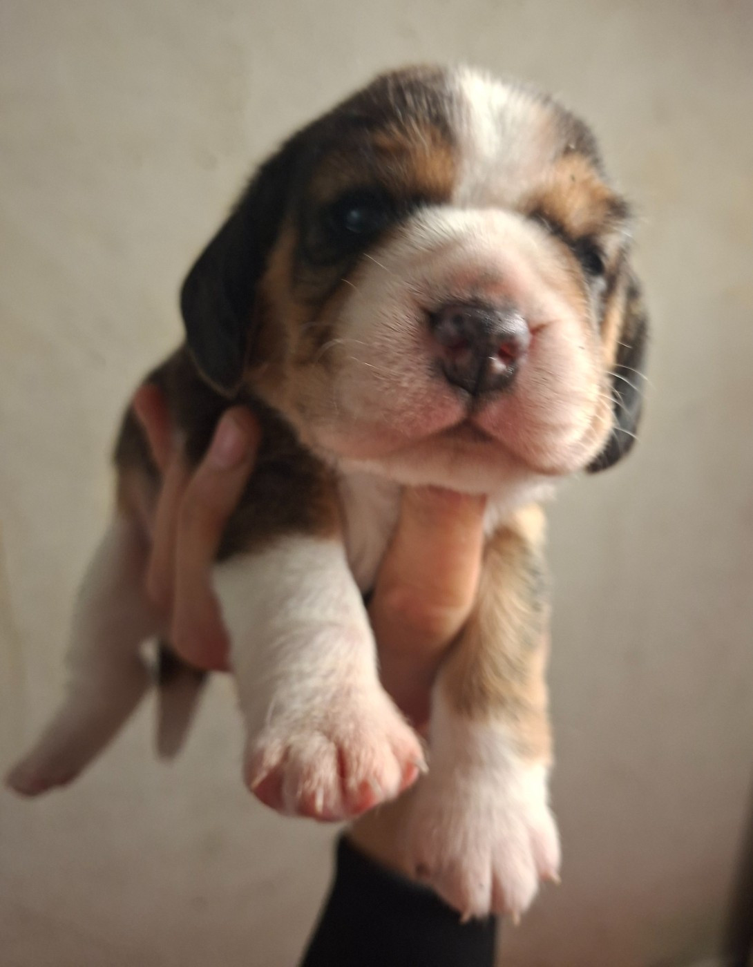 de la vallée du grand loup - Chiots disponibles - Beagle