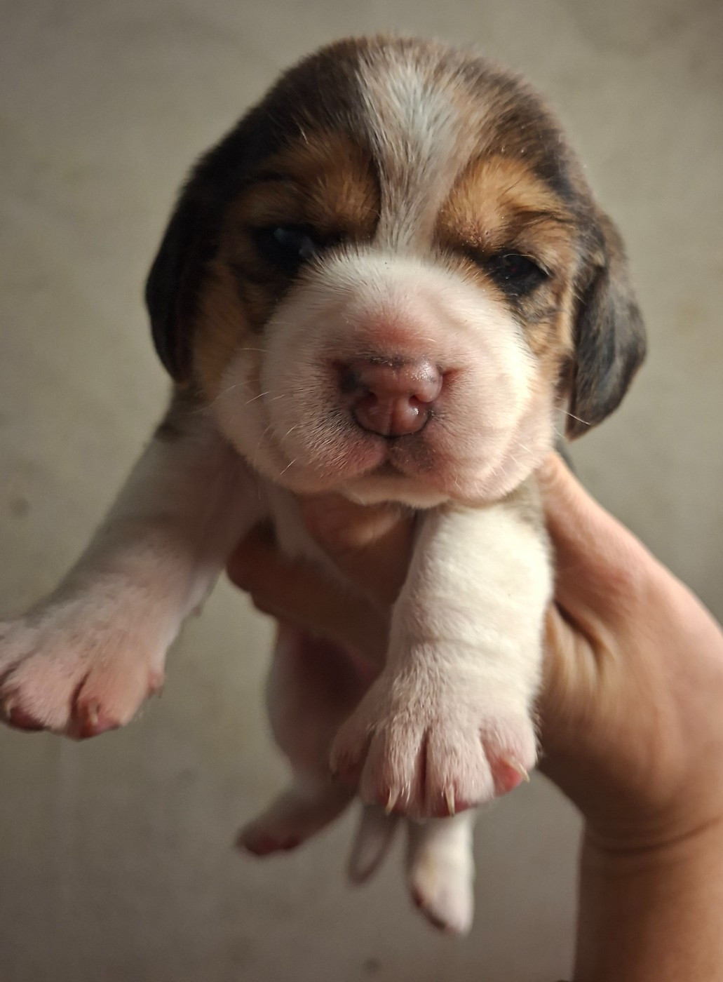 de la vallée du grand loup - Chiots disponibles - Beagle