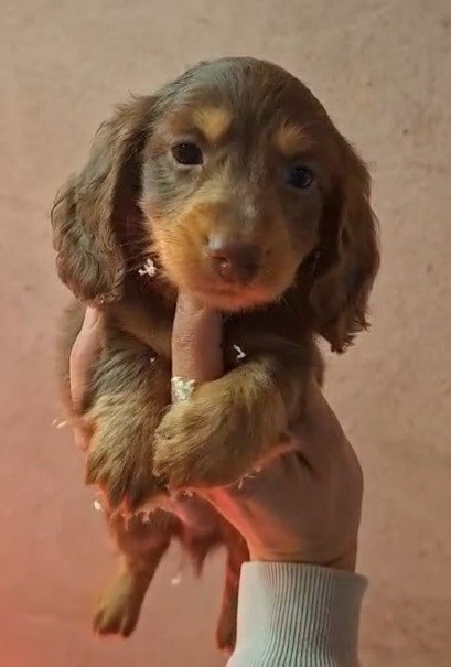 de la vallée du grand loup - Chiots disponibles - Teckel poil long