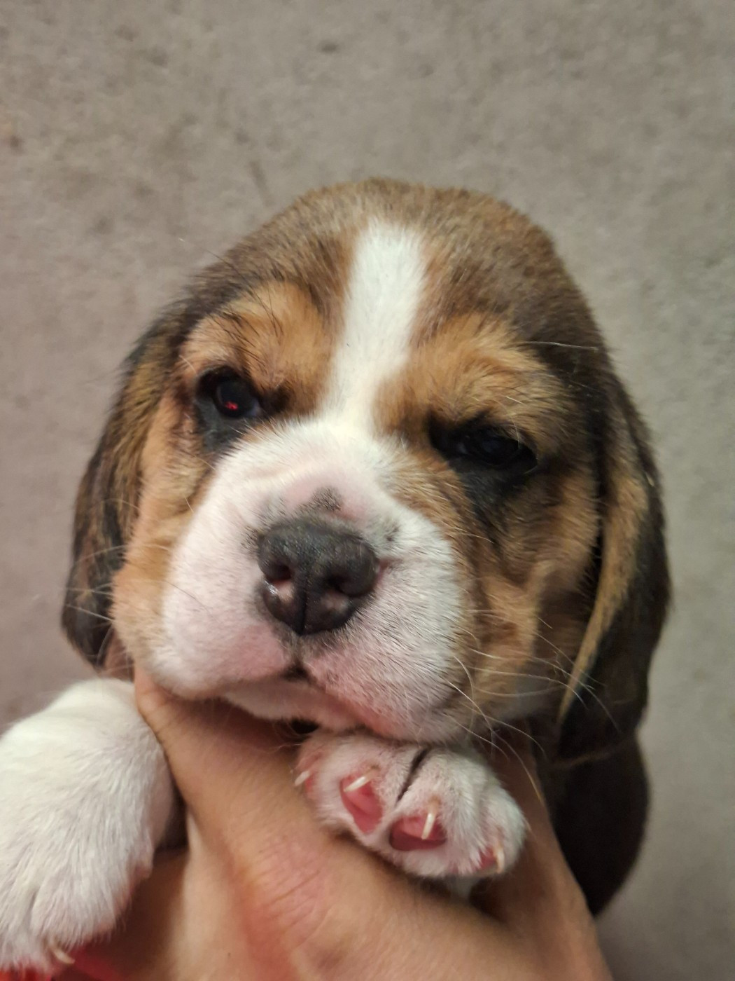 de la vallée du grand loup - Chiots disponibles - Beagle