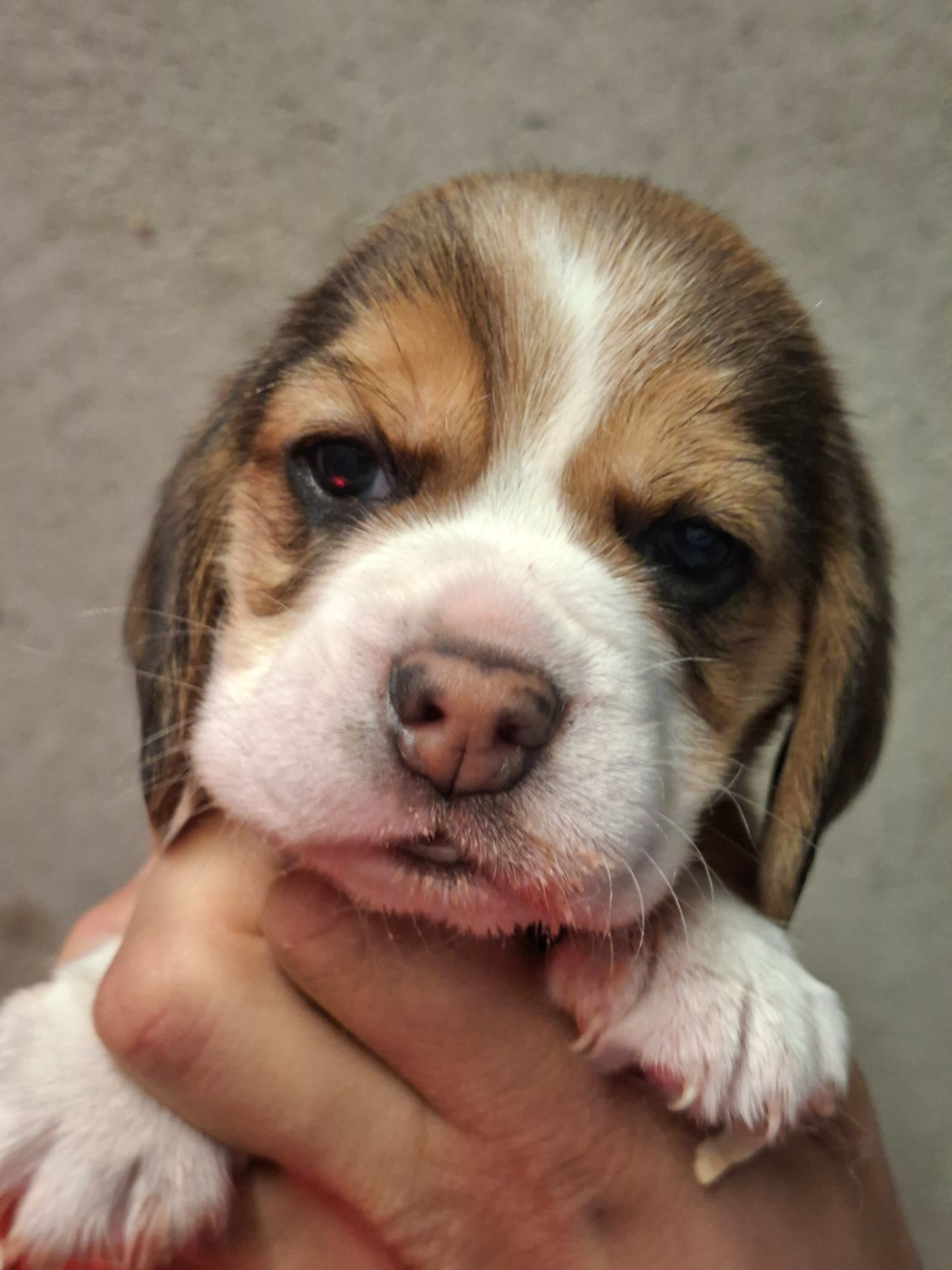 de la vallée du grand loup - Chiots disponibles - Beagle